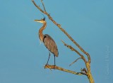 Heron On High Alert DSCN30997,00