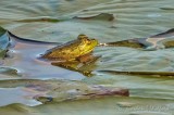 Frog Half On A Lily Pad DSCN31218