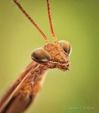 Praying Mantis Closeup DSCN32081-3