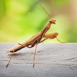 Brown Praying Mantis DSCN32069