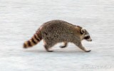 Raccoon On The Run DSCN32352