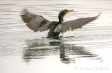 Cormorant Spreading Its Wings DSCN32637