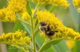 Bee Sleeping On Goldenrod DSCN32783 (crop)