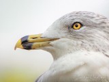 Ring-billed Gull Closeup DSCN33512