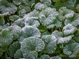 Frosty Leaves DSCN33706