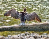 Cormorant Over-The-Shoulder Preening DSCN35605