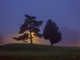 Two Trees In Blue Hour Fog DSCN36139