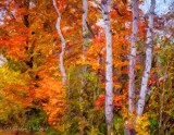 Birches In Autumn Color DSCN36058 'Art'