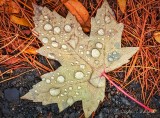 Wet Fallen Maple Leaf DSCN37625