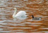Swan & Goose DSCN38011