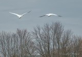 Trumpeter Swans Flying Away DSCN38478