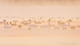 Swans Geese & Ducks In Sunrise Mist DSCN39005v2