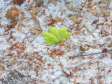Green Leaf On Autumn Snow DSCN39237