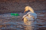 Mute Swan Staring At Litter DSCN39973