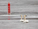 Trumpeter Swans Swimming Away In Freezing Canal DSCN42767