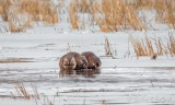 Three Beavers On Ice DSCN42949