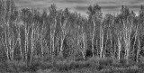 Birches DSCN43790