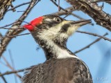 Pileated Woodpecker Profile DSCN44481