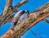 Hairy Woodpecker Pecking DSCN44838