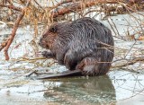 Wet Beaver On Ice DSCN44679