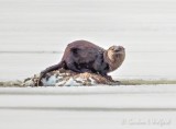 Otter On A Muskrat Lodge DSCN44351