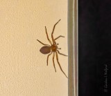 Little Brown Spider From Below DSCN43915