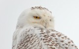 Snowy Owl Headshot DSCN45651