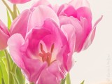 Pink Tulips DSCN46455