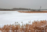 Frozen Swale DSCN48509