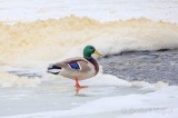 Foam Piled Beyond Mallard Standing On Snowy Ice DSCN49105