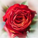 Red Rose DSCN49913