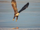 Bald Eagle Leaving A Leftover DSCN50604