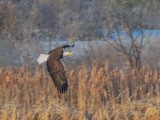 Bald Eagle In Flight DSCN50609