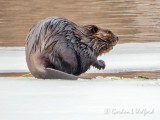 Wet Beaver On Ice DSCN50683
