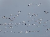 Snow Geese In Flight DSCN51616