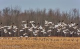 Snow Geese Taking Flight DSCN51609