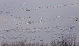Snow & Canada Geese In Flight DSCN51622