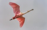 Roseate Spoonbill In Flight 45958