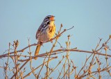 Song Sparrow Singing DSCN52909
