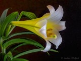 Easter Lily DSCN53132v2