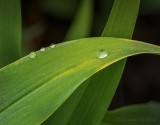 Four Rain Droplets On A Leaf DSCN54569