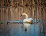 Dripping Trumpeter Swan DSCN55252