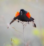 Red-winged Blackbird On A Twig DSCN55943