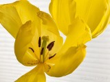 Yellow Tulip Interior DSCN56106