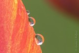 Wet Orange Tulip DSCN56824 (crop)