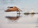 Canada Goose On The Run DSCN57073