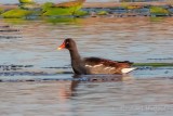 Gallinule In The Swale DSCN57217