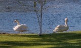 Town Swans On Turtle Island DSCN58209