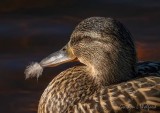 Feather-billed Female Mallard DSCN58245