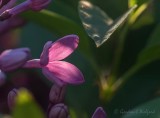 Backlit Lilac Flower DSCN59055